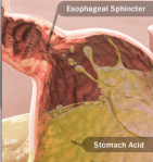 Screen Shot 2019-11-20 at 12.36.35 PM